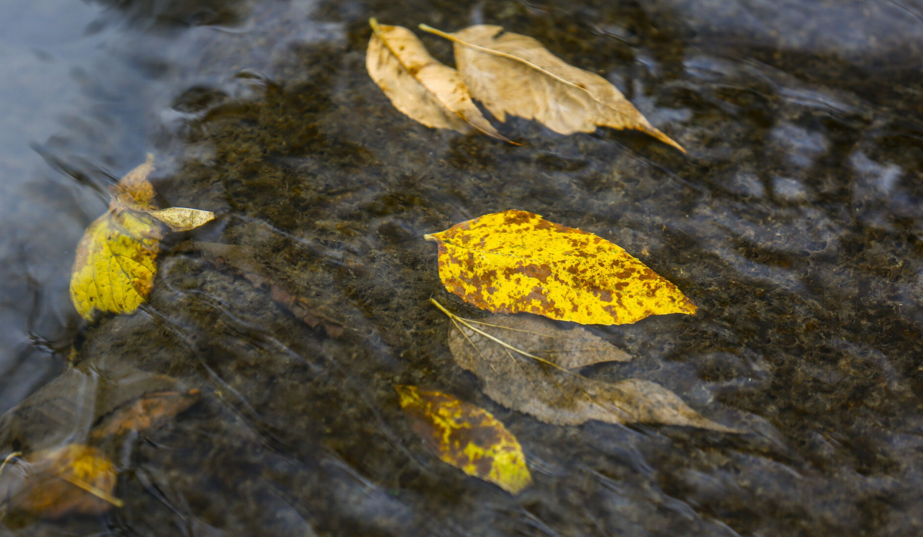 Fall Colors 16